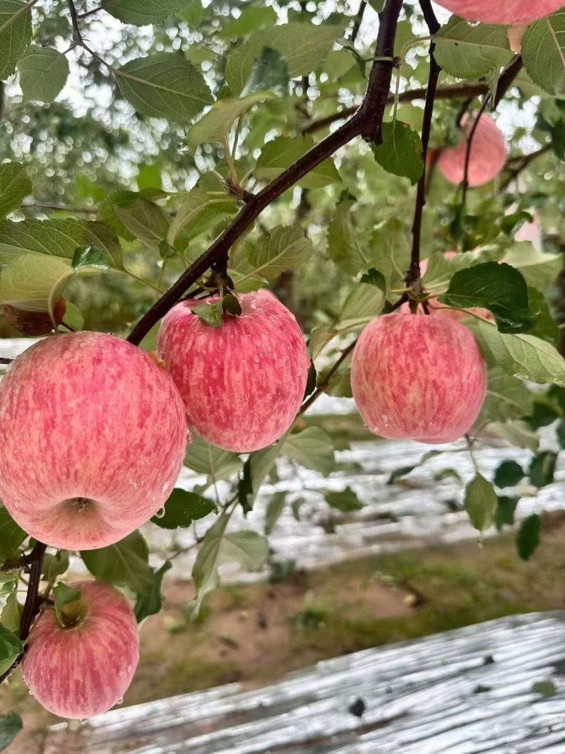 有需要正宗的洛川苹果联系我，***********