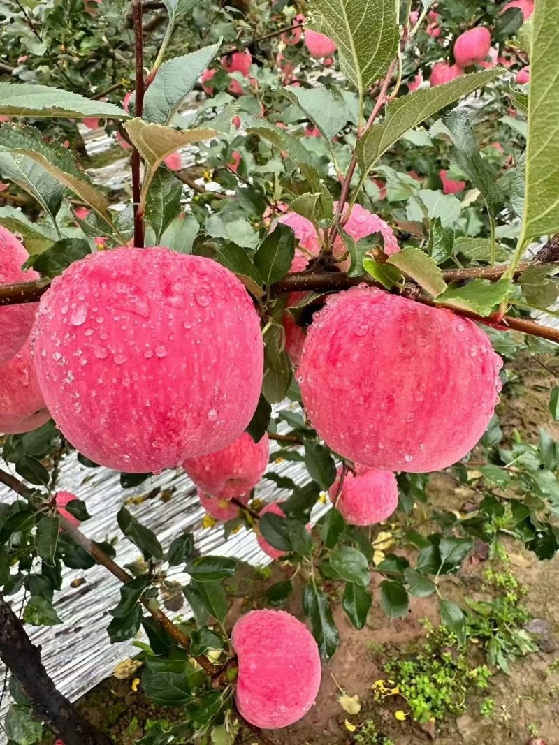 有需要正宗的洛川苹果联系我，***********