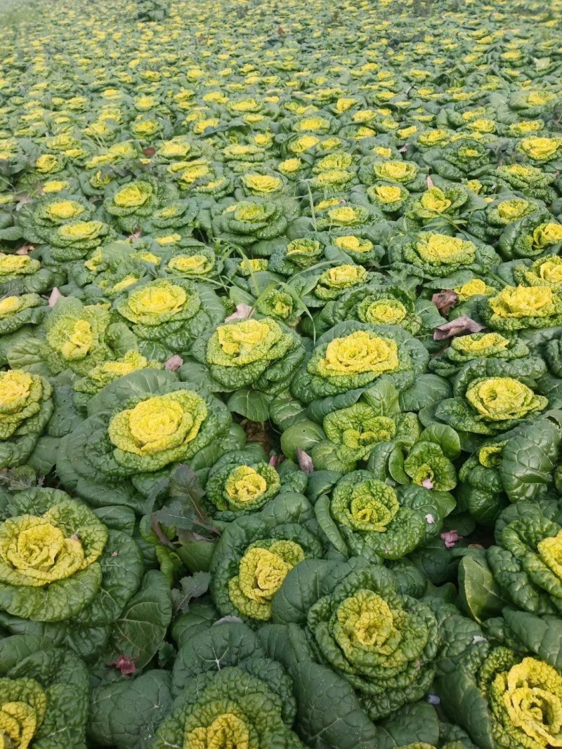 《精选》黄心菜/安徽黄心菜/基地现挖/常年供应/量大从优