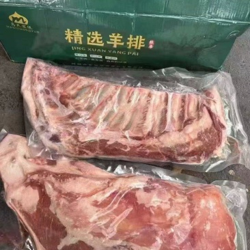 马氏羊半排