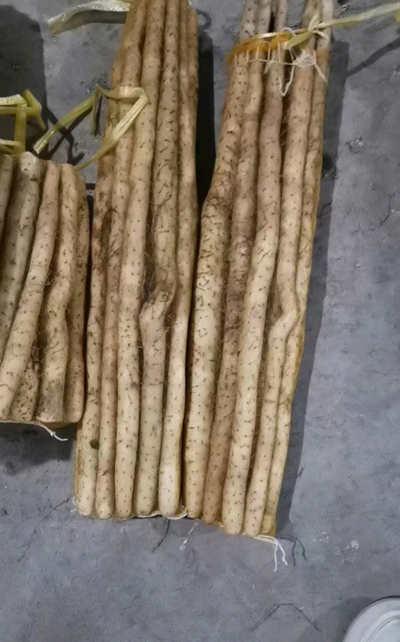 推荐河北小白嘴白山药山药网兜货产地直供对接各大市场