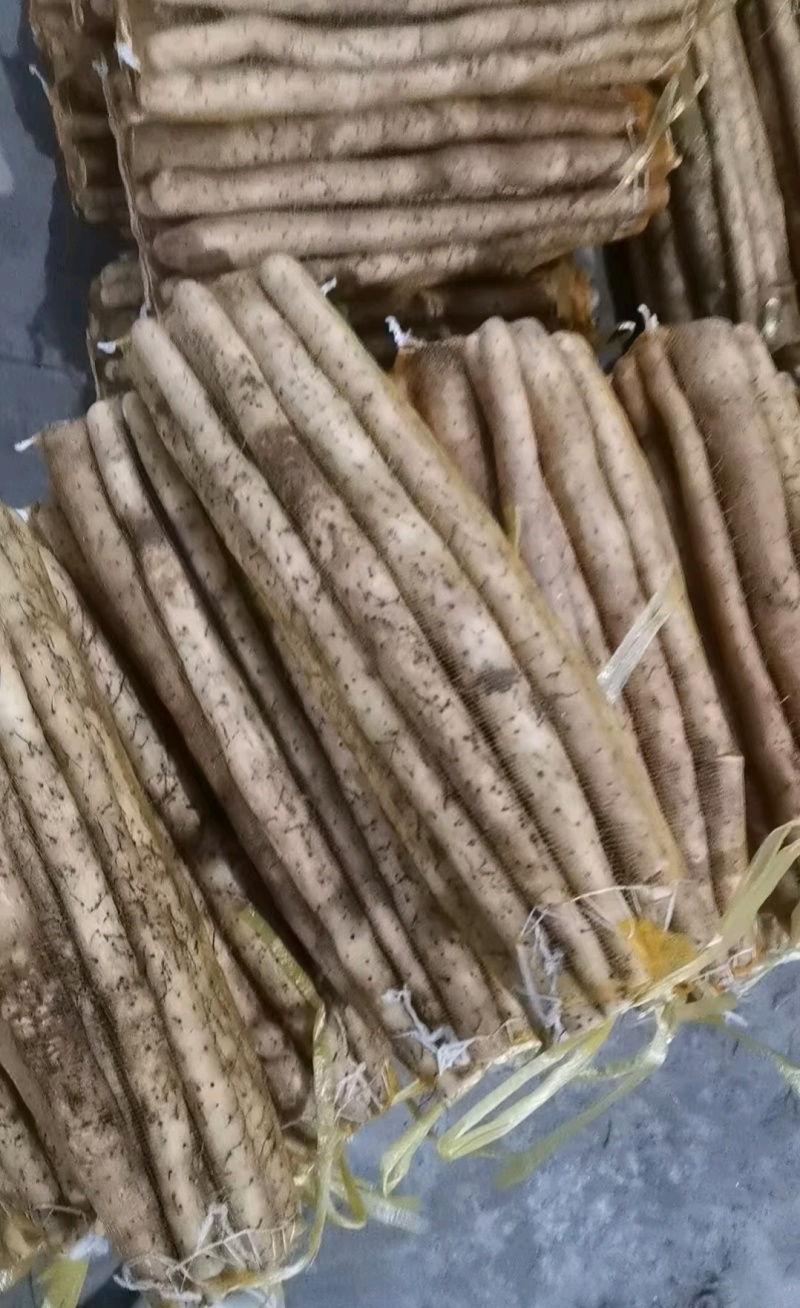 推荐河北小白嘴白山药山药网兜货产地直供对接各大市场