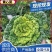 《精选》黄心菜/安徽黄心菜/基地现挖/常年供应/量大从优