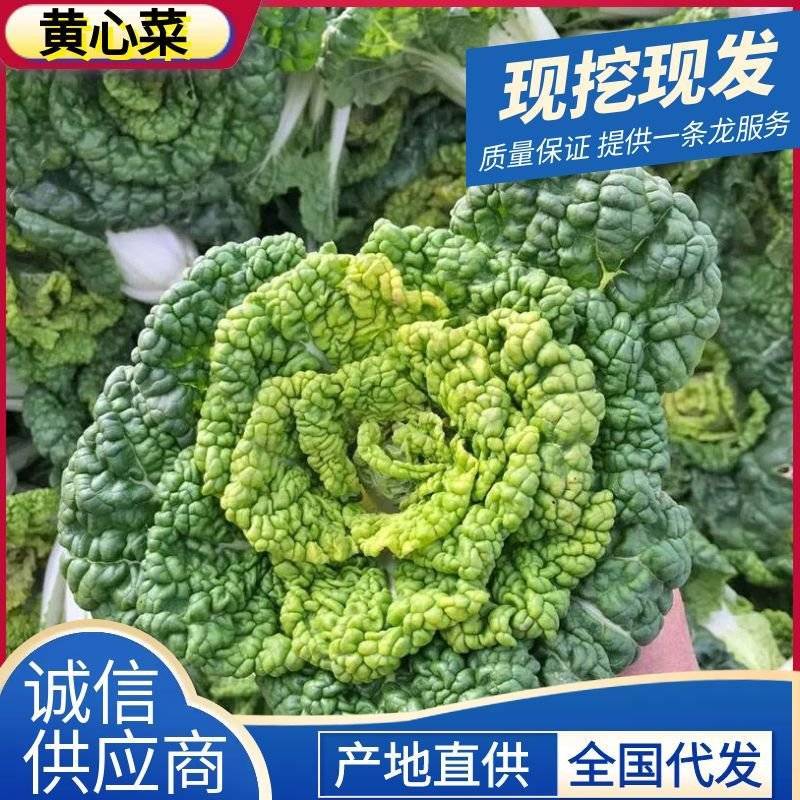 《精选》黄心菜/安徽黄心菜/基地现挖/常年供应/量大从优