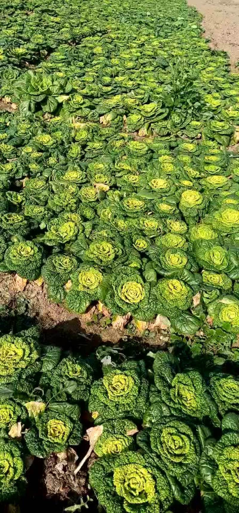 【黄心菜】安徽叶菜/产地批发/常年供应/量大从优/请致电