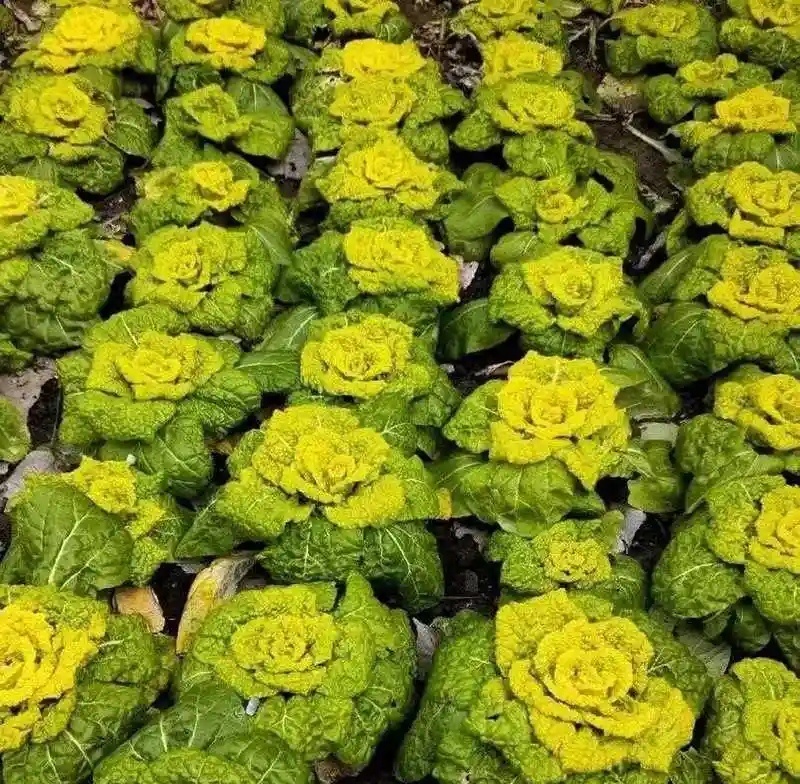 【黄心菜】安徽叶菜/产地批发/常年供应/量大从优/请致电
