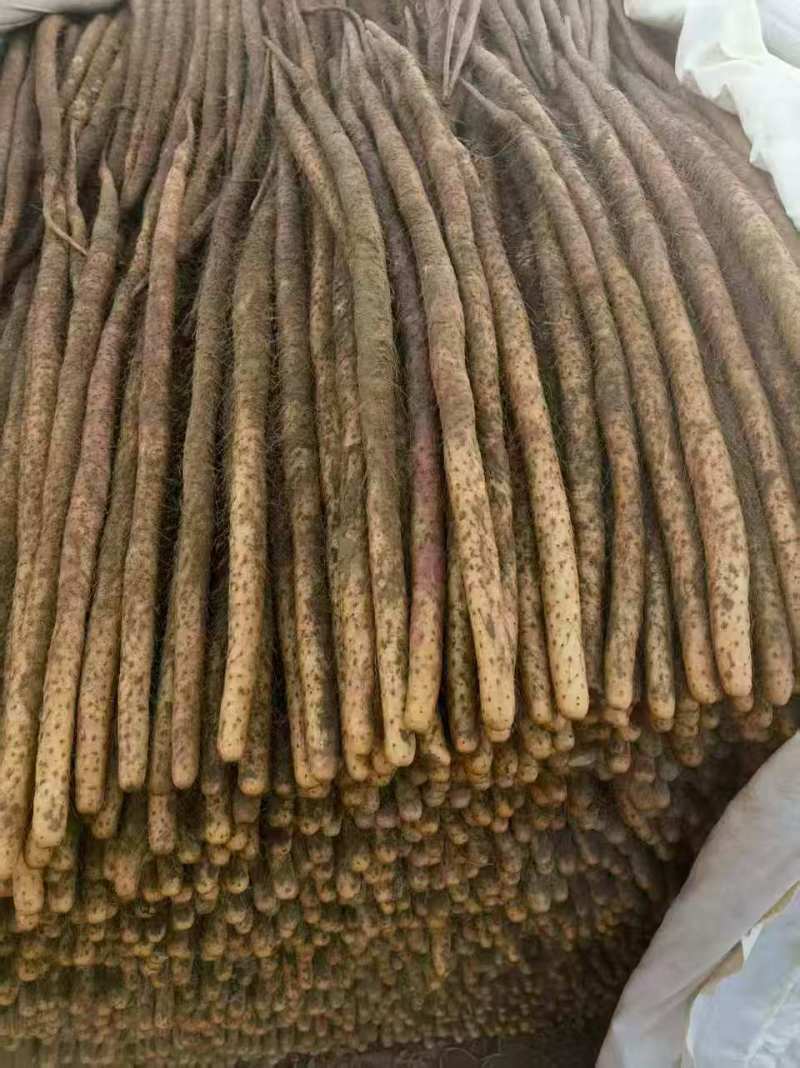 河南安阳铁棍山药大量上市产地直发量大从优欢迎来电