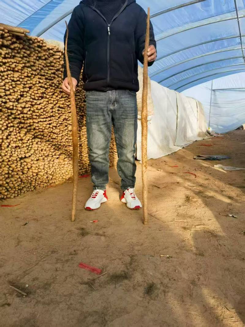 河南安阳铁棍山药大量上市产地直发量大从优欢迎来电