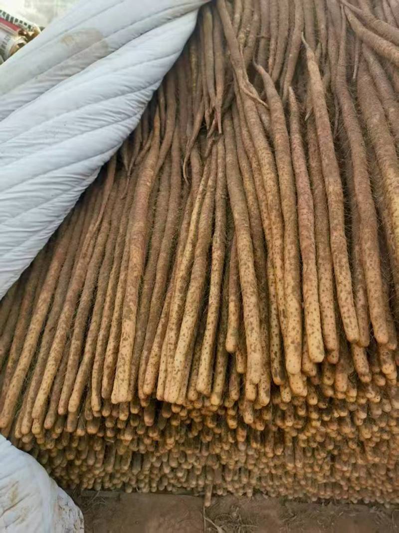 河南安阳铁棍山药大量上市产地直发量大从优欢迎来电