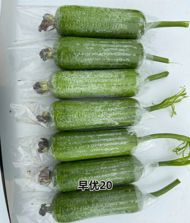 春润早优20丝瓜种籽短棒肉丝瓜种子味甜清脆高产春秋季丝瓜