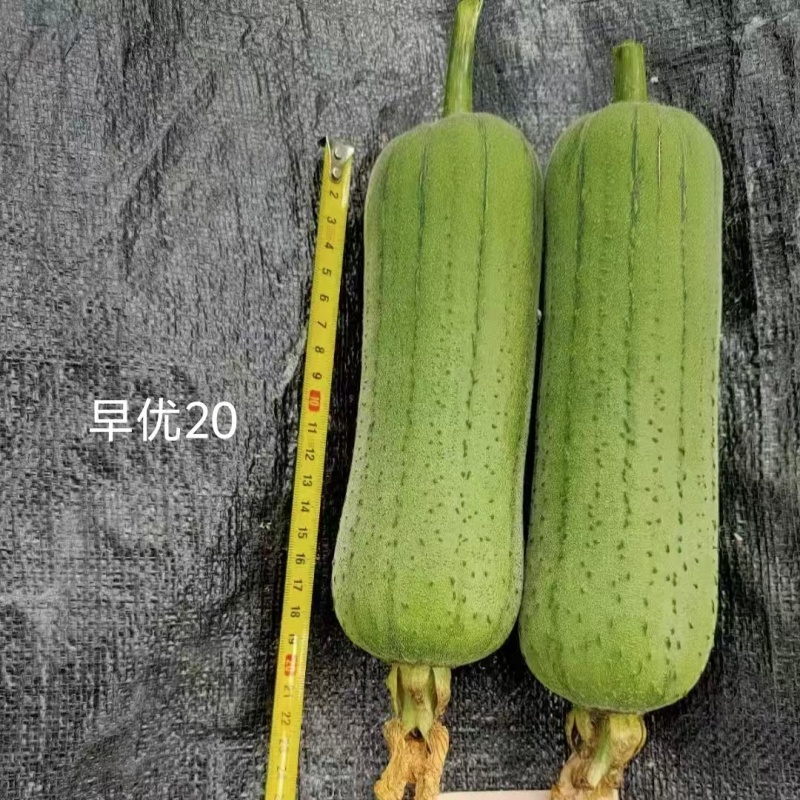 春润早优20丝瓜种籽短棒肉丝瓜种子味甜清脆高产春秋季丝瓜