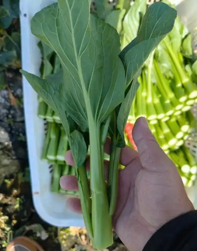 广东菜心/甜菜心【常年批发全国发货】量大从优/欢迎来电