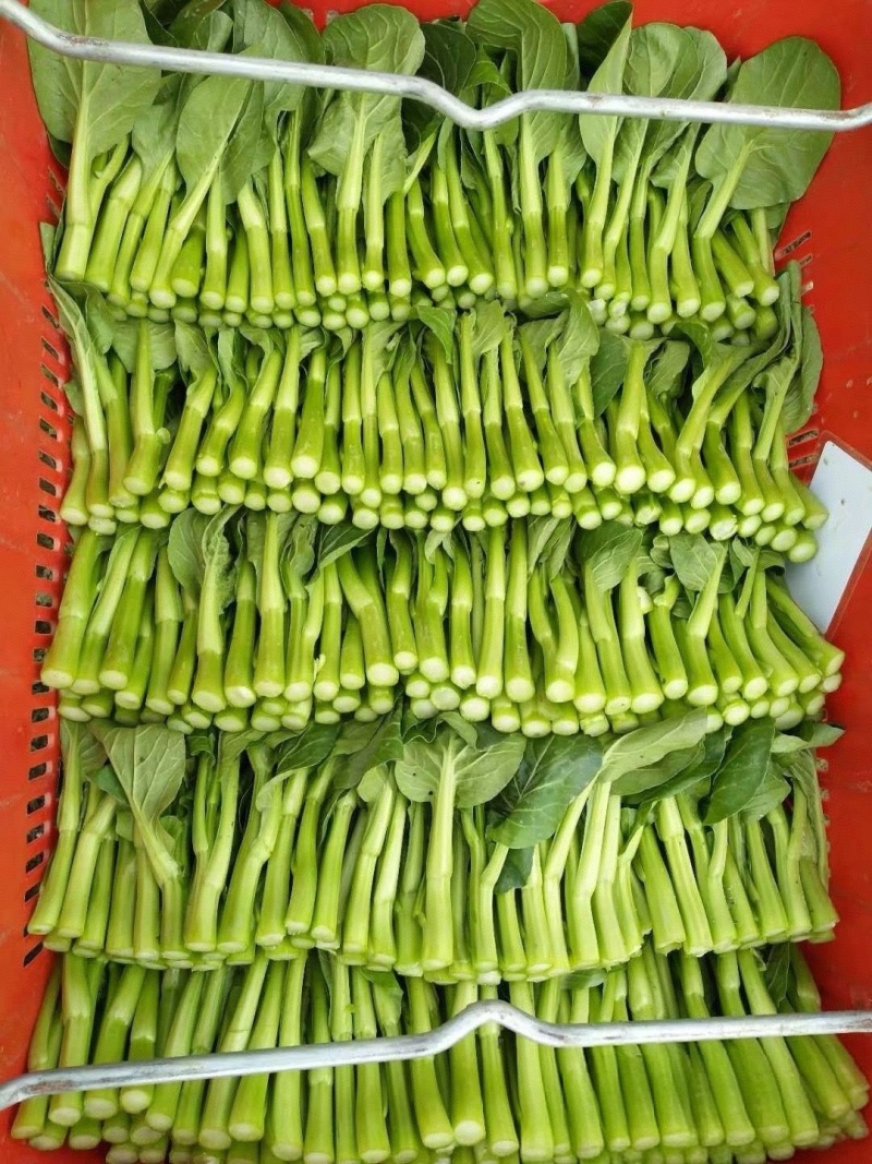 广东菜心/甜菜心【常年批发全国发货】量大从优/欢迎来电