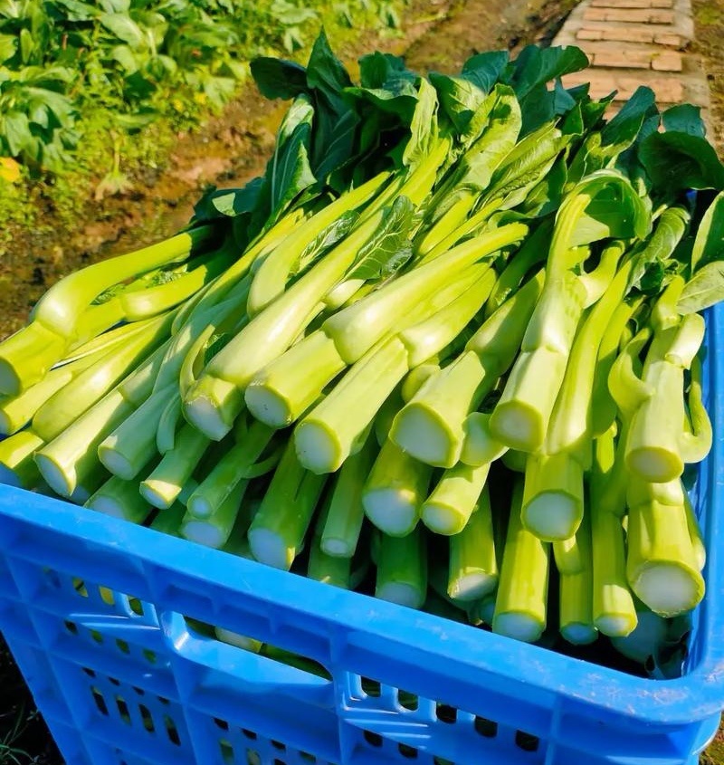 广东菜心/甜菜心【常年批发全国发货】量大从优/欢迎来电