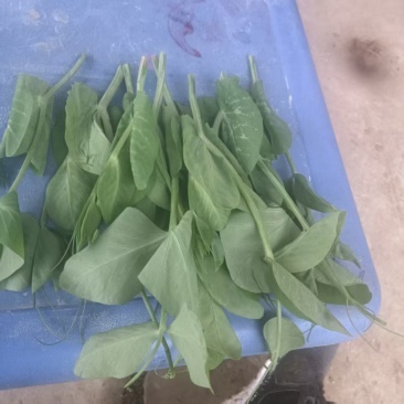 豌豆尖新鲜有货，基地直发一手货源，对接各大商超市场