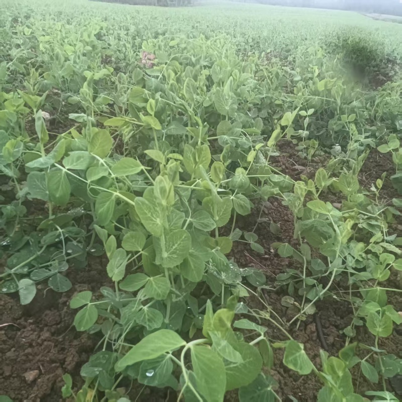 豌豆尖新鲜有货，基地直发一手货源，对接各大商超市场