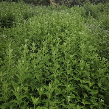 七角艾草