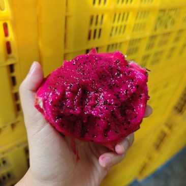 红心火龙果一件代发