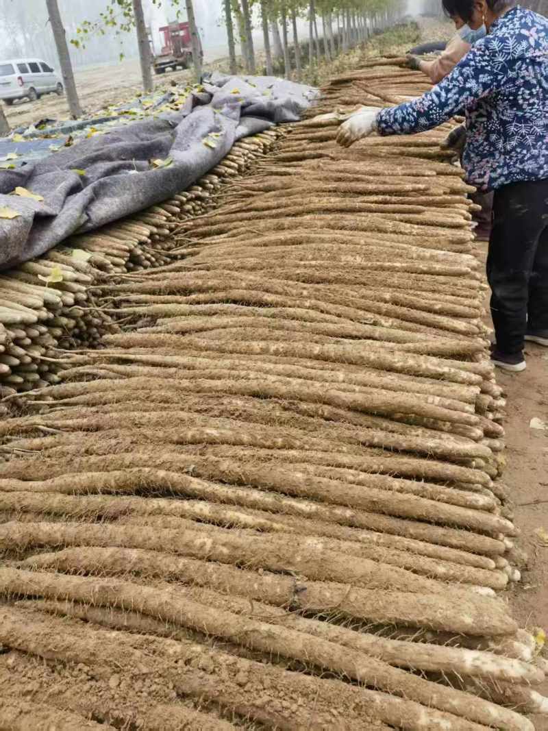 河南安阳小白嘴山药大量接单产地直发量大从优欢迎来电