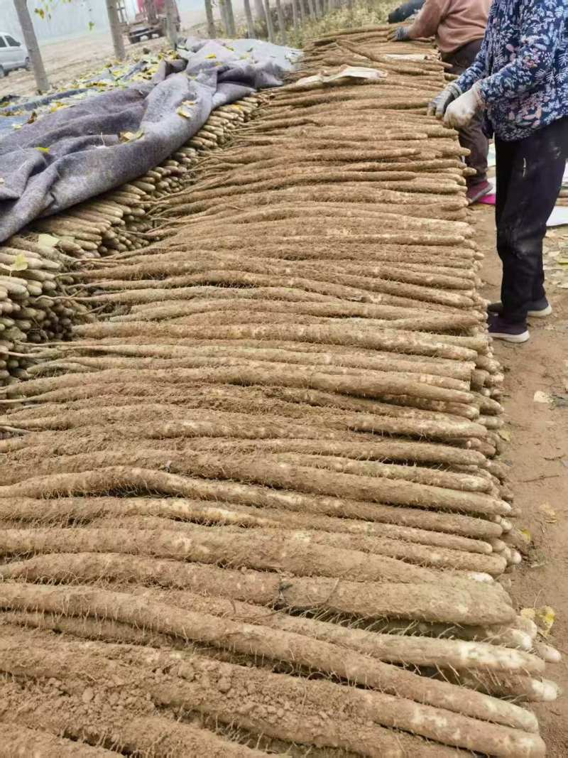 河南安阳小白嘴山药大量接单产地直发量大从优欢迎来电