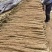 河南安阳小白嘴山药大量接单产地直发量大从优欢迎来电