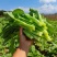 精选甜菜心/菜苔【广东菜心尖叶菜心】基地直发/常年供应