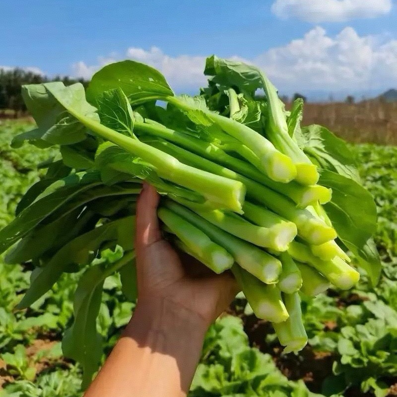 精选甜菜心/菜苔【广东菜心尖叶菜心】基地直发/常年供应