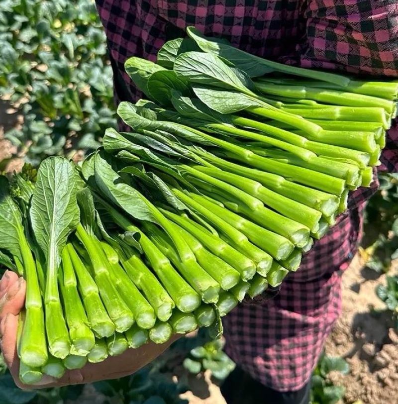精选甜菜心/菜苔【广东菜心尖叶菜心】基地直发/常年供应