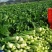 精选甜菜心/菜苔【广东菜心尖叶菜心】基地直发/常年供应