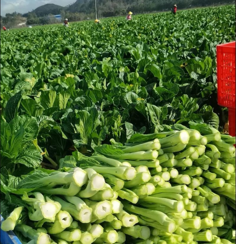 精选甜菜心/菜苔【广东菜心尖叶菜心】基地直发/常年供应