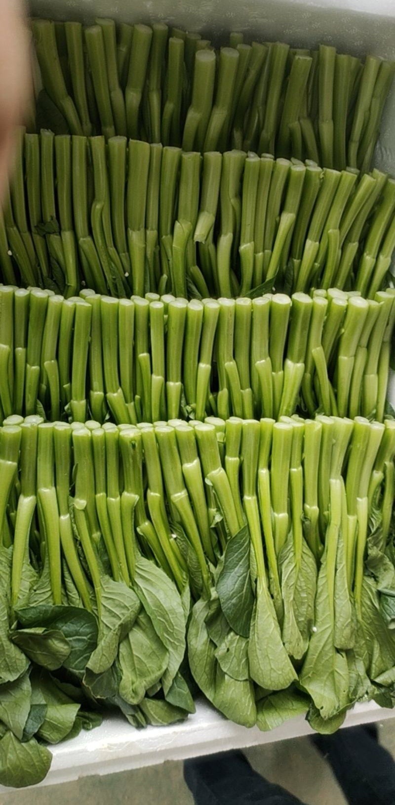 精选甜菜心/菜苔【广东菜心尖叶菜心】基地直发/常年供应