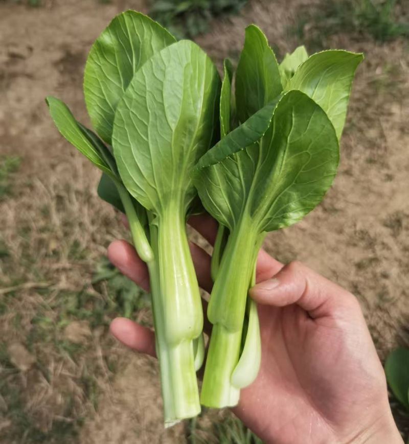 精选甜菜心/菜苔【广东菜心尖叶菜心】基地直发/常年供应