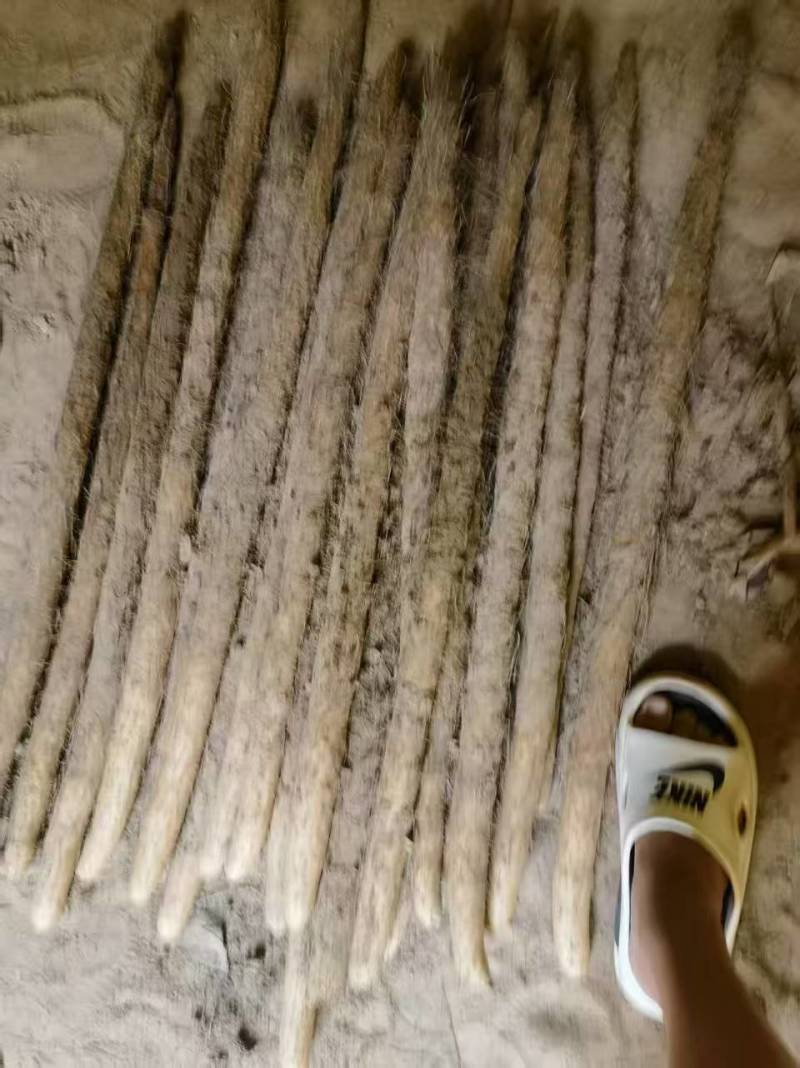 河南安阳麻山药量大从优品质保证诚信合作欢迎下单