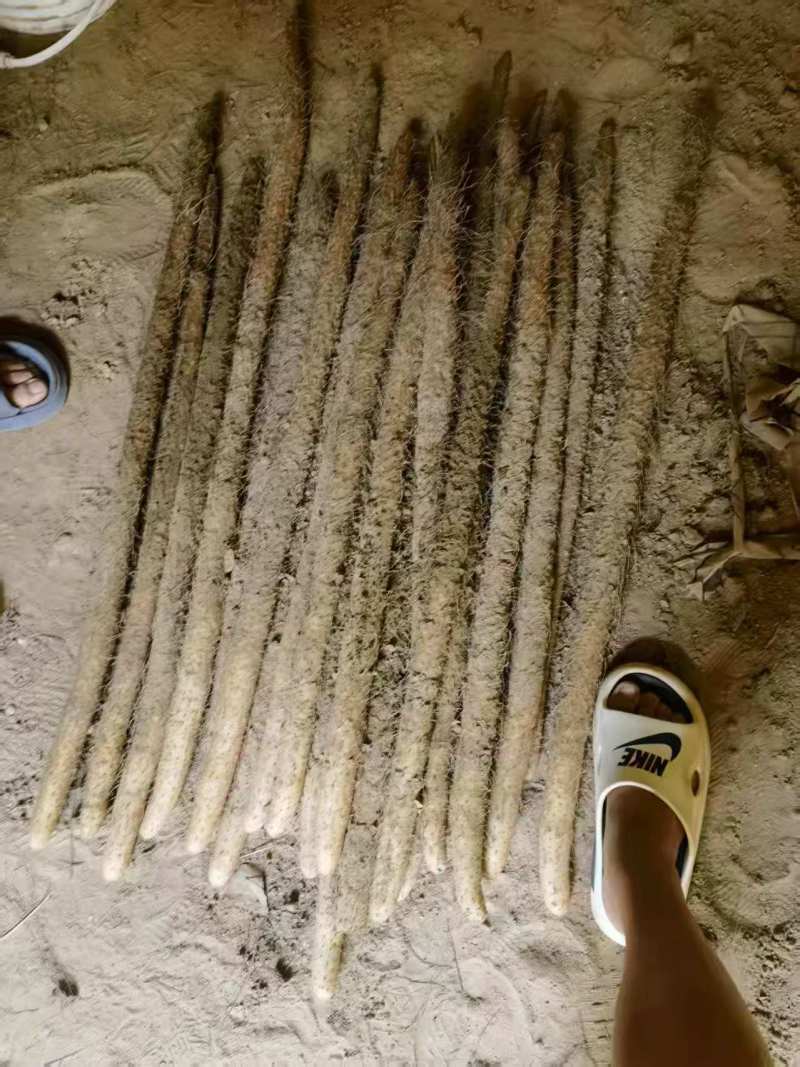 河南安阳麻山药量大从优品质保证诚信合作欢迎下单