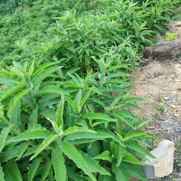 艾纳香提取物（左旋龙脑）