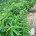 艾纳香提取物（左旋龙脑）