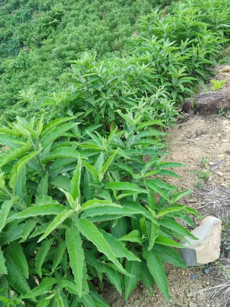 艾纳香提取物（左旋龙脑）