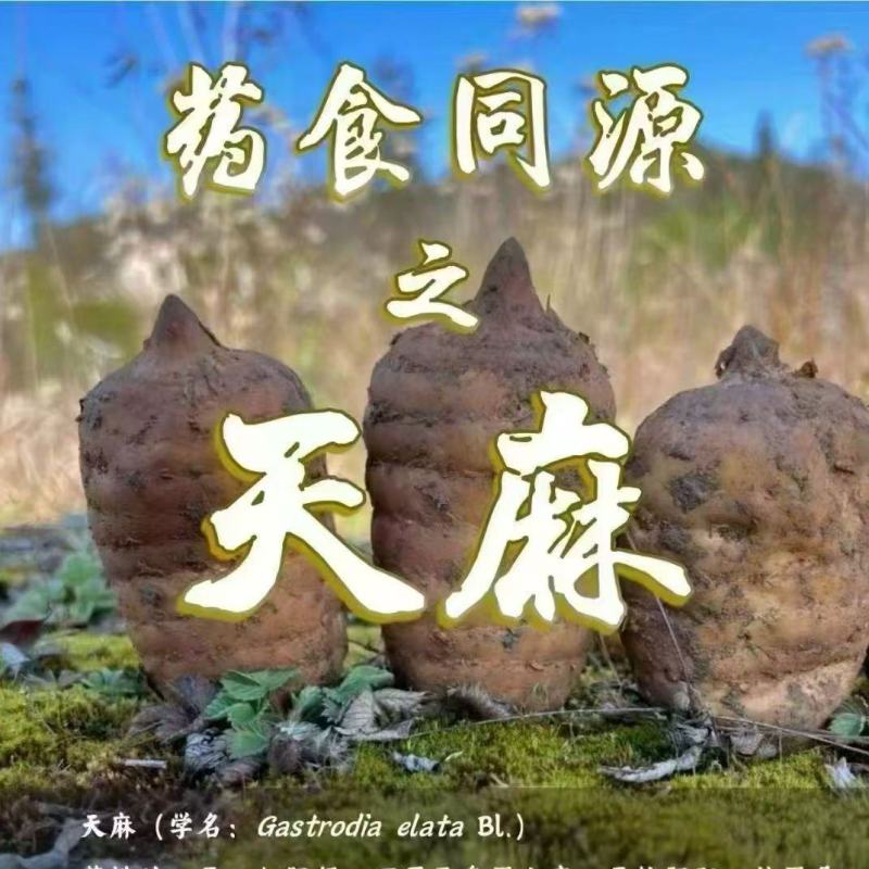 云南省昭通市宜良县优质高山天麻10月15日现货量大从优