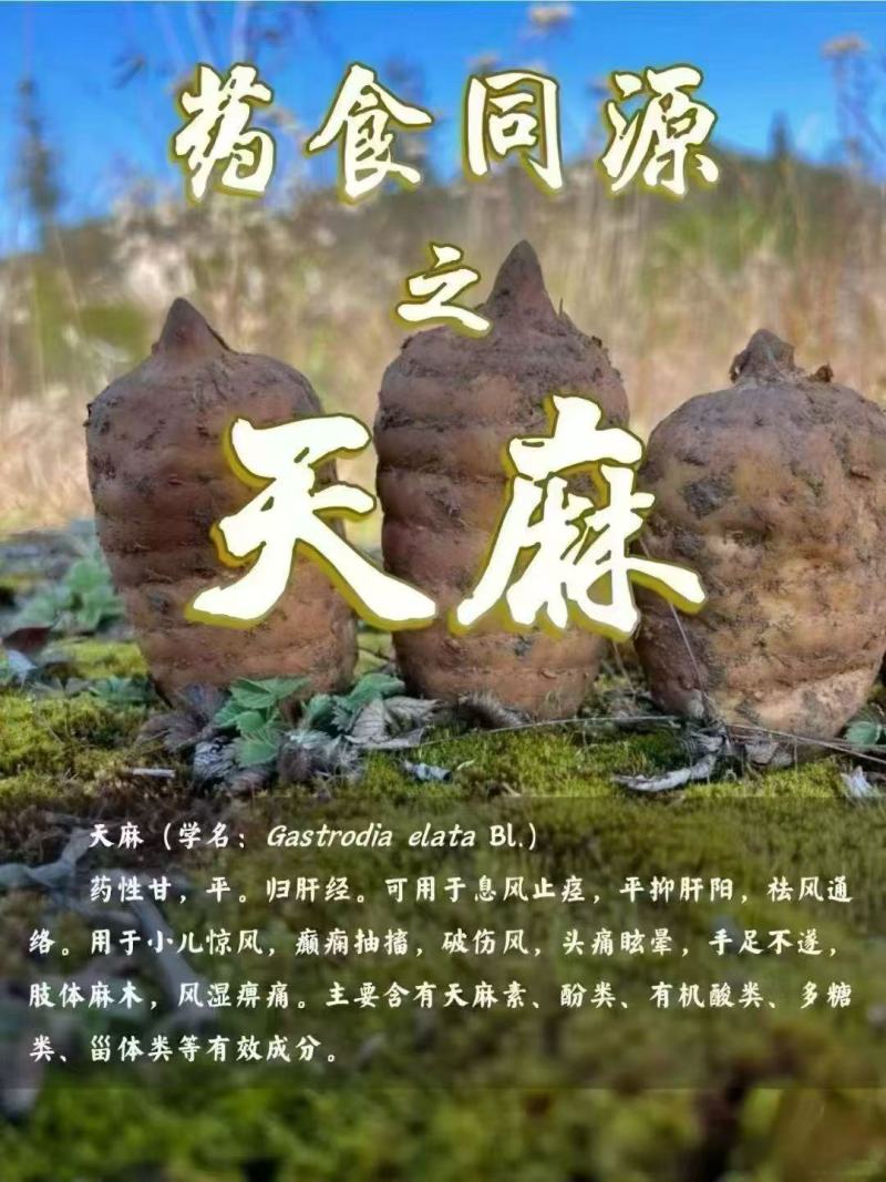 云南省昭通市宜良县优质高山天麻10月15日现货量大从优