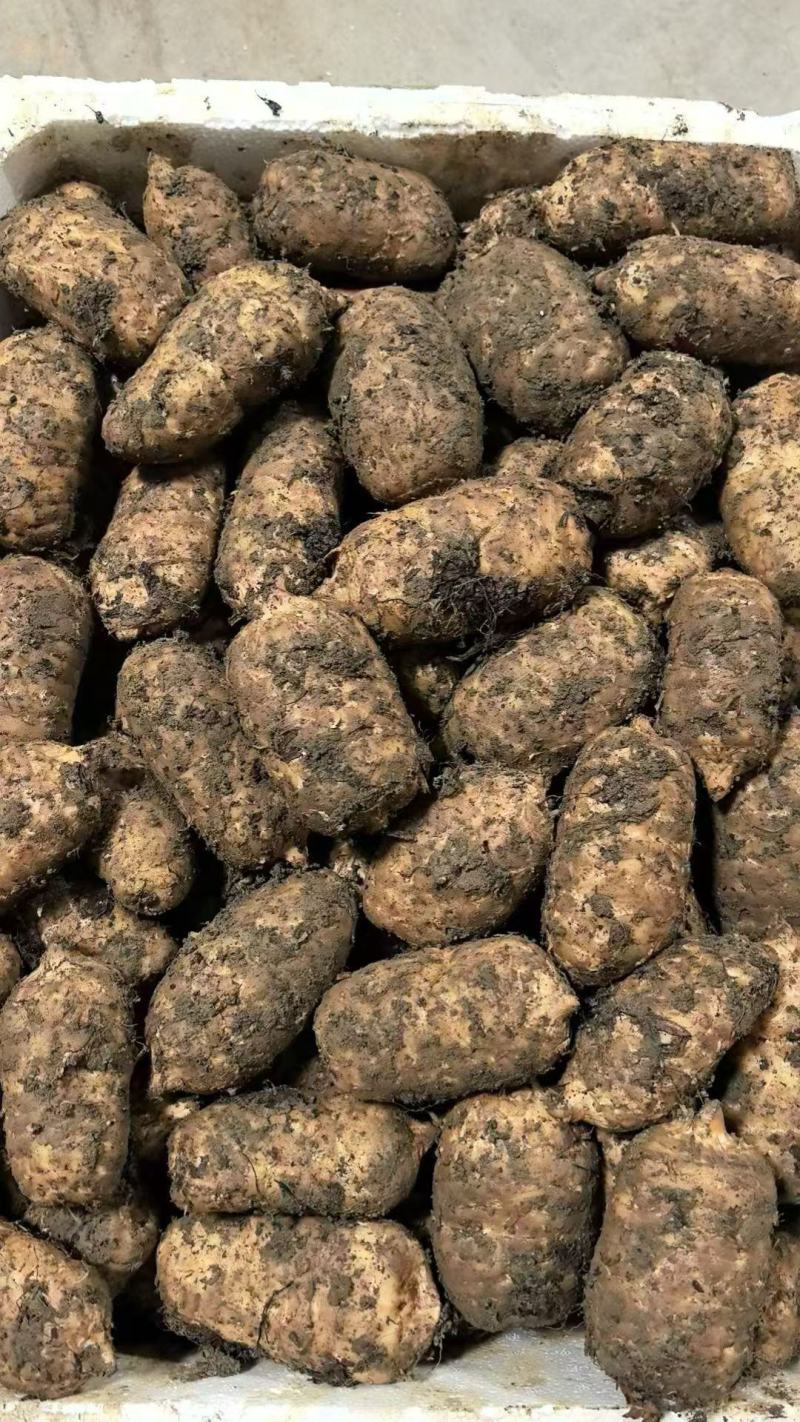 云南省昭通市宜良县优质高山天麻10月15日现货量大从优