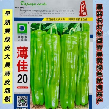 薄佳20辣椒种子早熟黄绿皮大果薄皮泡椒种子抗病高产长灯笼