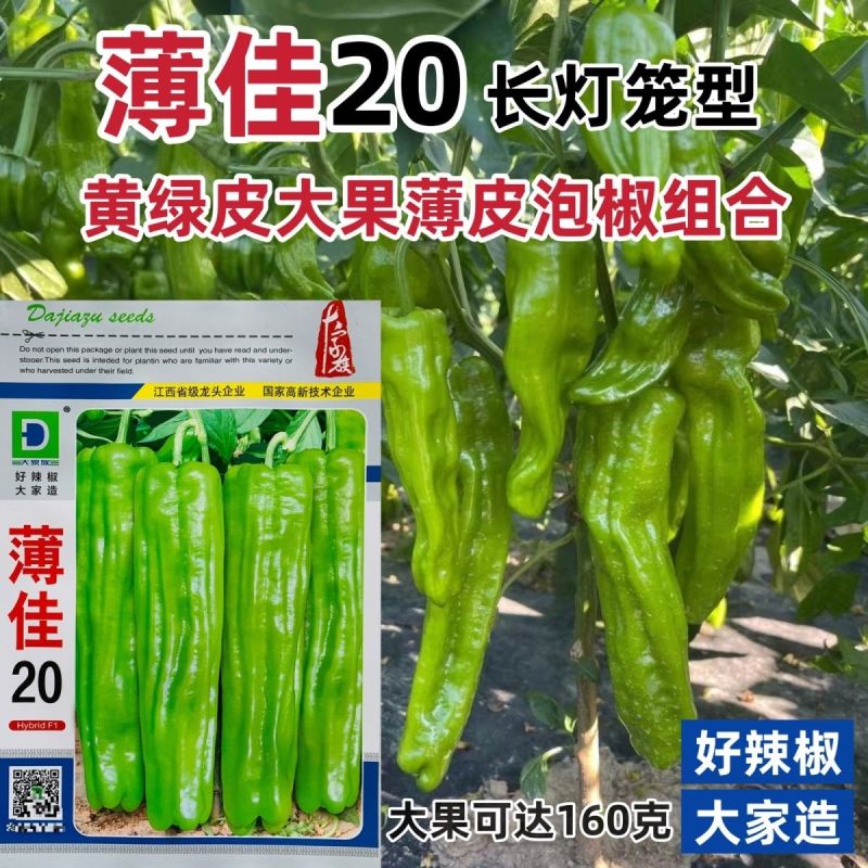 薄佳20辣椒种子早熟黄绿皮大果薄皮泡椒种子抗病高产长灯笼
