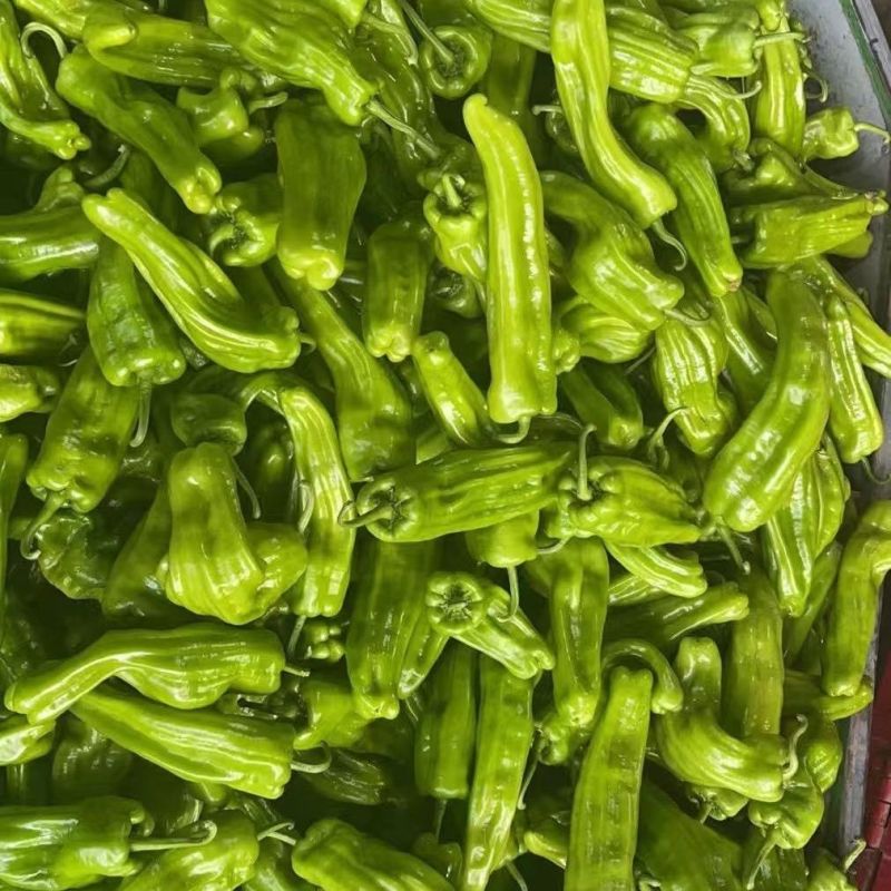 薄佳20辣椒种子早熟黄绿皮大果薄皮泡椒种子抗病高产长灯笼