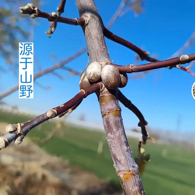 2025年新货杨拉罐洋辣子坦克虫钓鱼饵松鼠零食产地直发