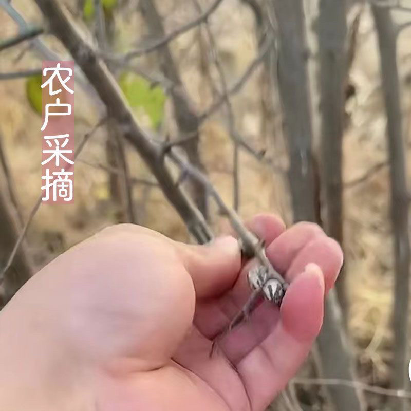 2025年新货杨拉罐洋辣子坦克虫钓鱼饵松鼠零食产地直发