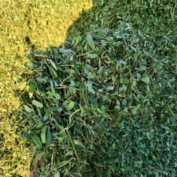 相思茶，甜鸡骨草