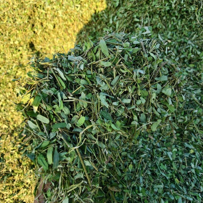 相思茶，甜鸡骨草