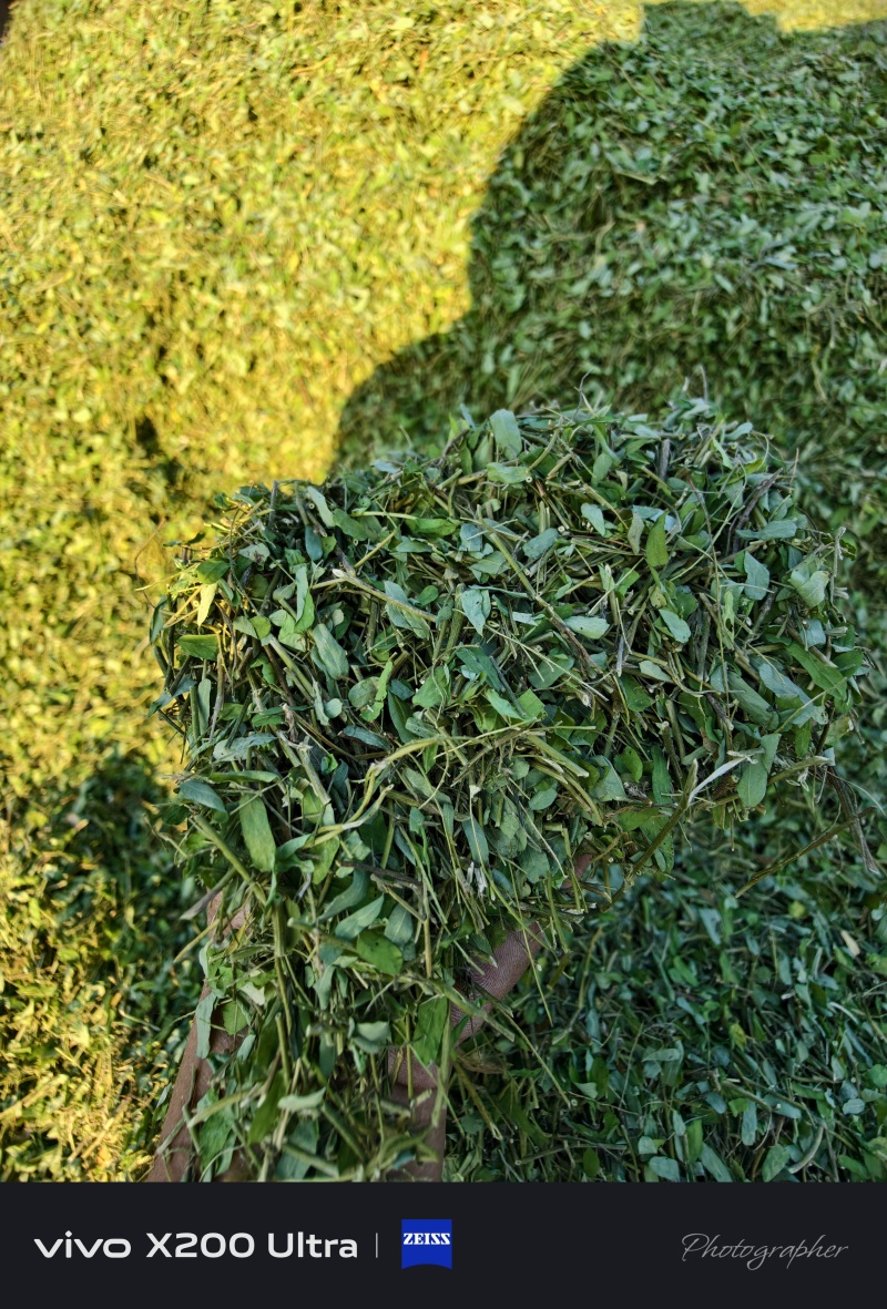 相思茶，甜鸡骨草