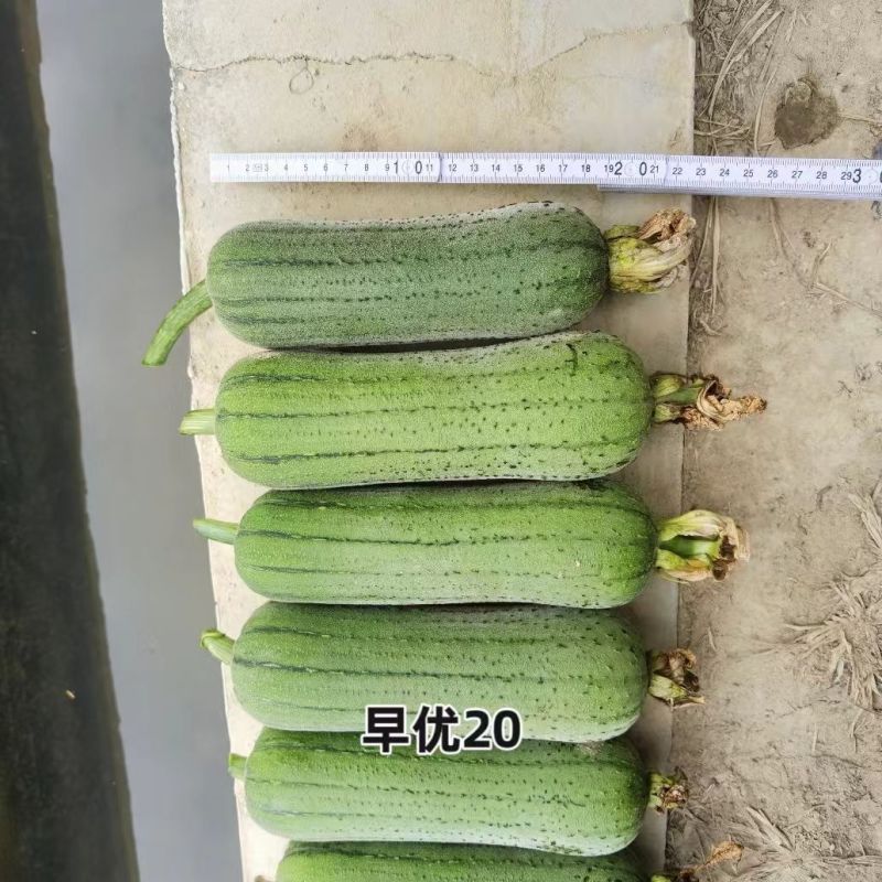 春润早优20短棒型肉丝瓜种子座果能力强果皮绿色油亮硬度