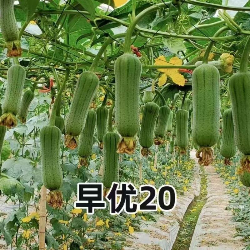 春润早优20短棒型肉丝瓜种子座果能力强果皮绿色油亮硬度